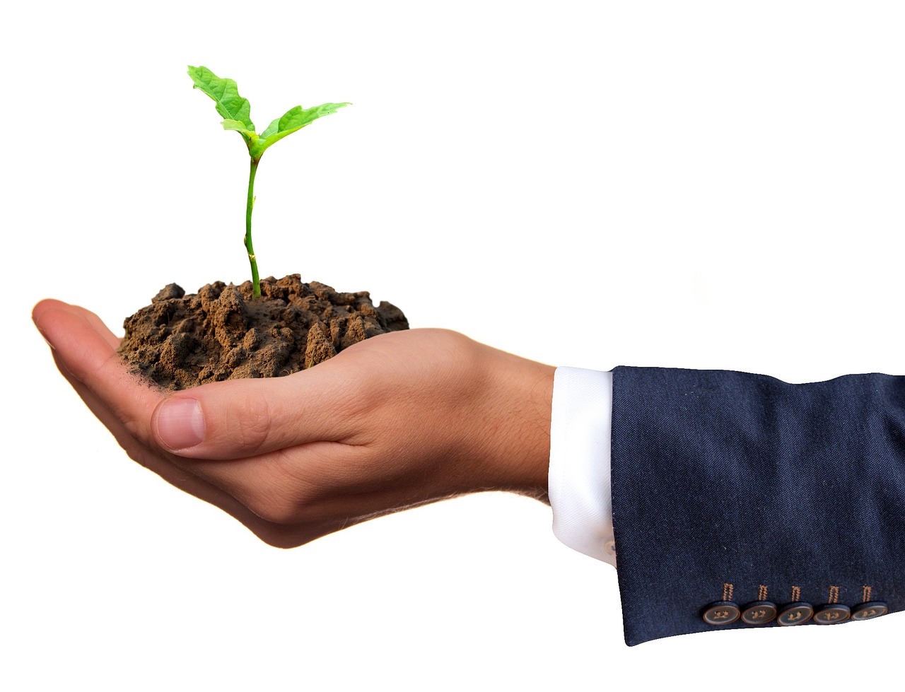 BusinessHandPlant